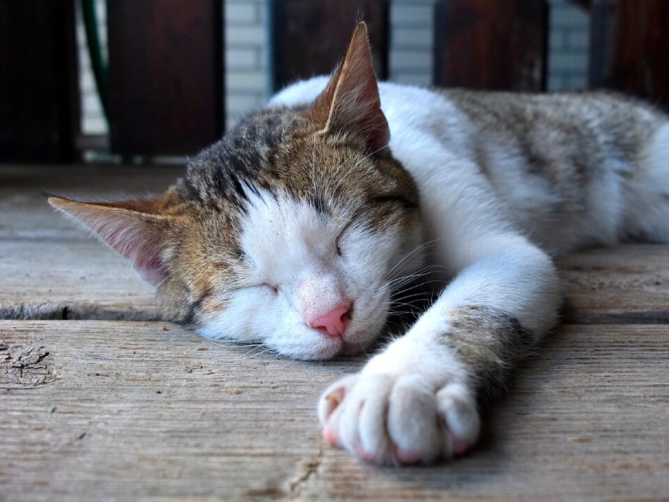 Pet sleep homeless