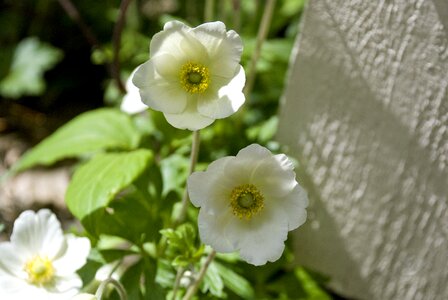 Spring early flowering garden