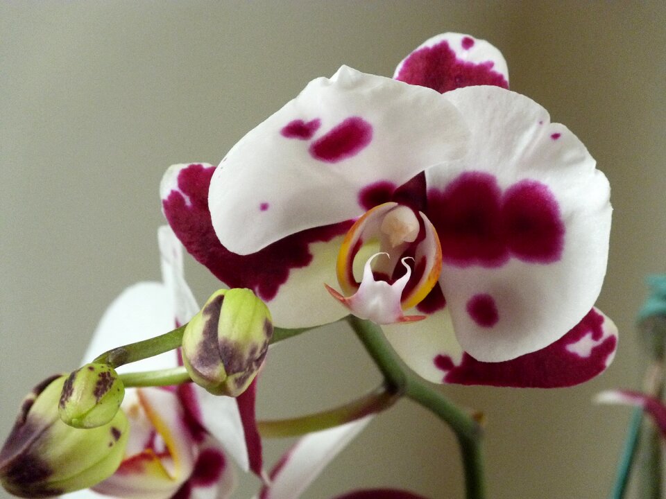 Orquidea orchidaceae stained