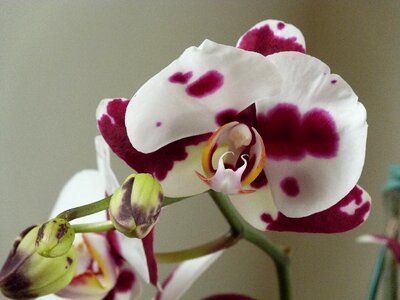 Orquidea orchidaceae stained photo