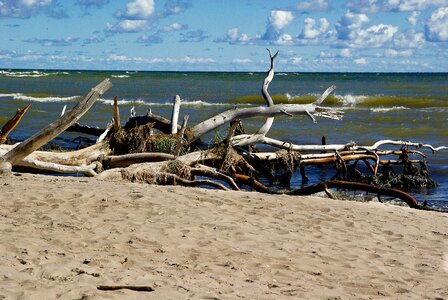 Latvia driftwood wild nature