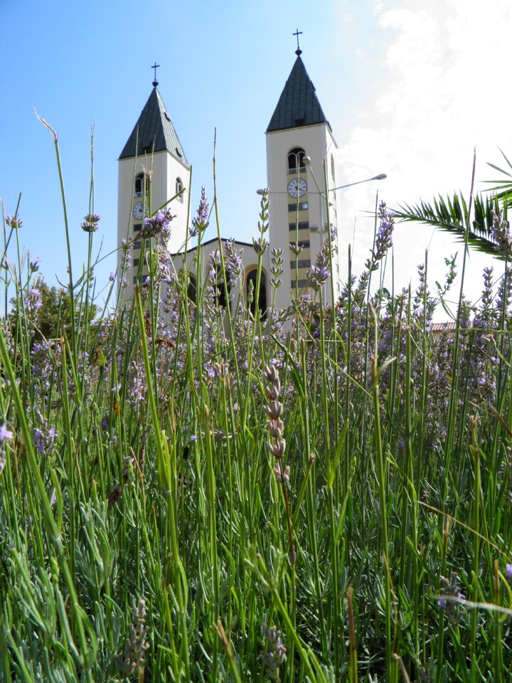 Flowers violet nature