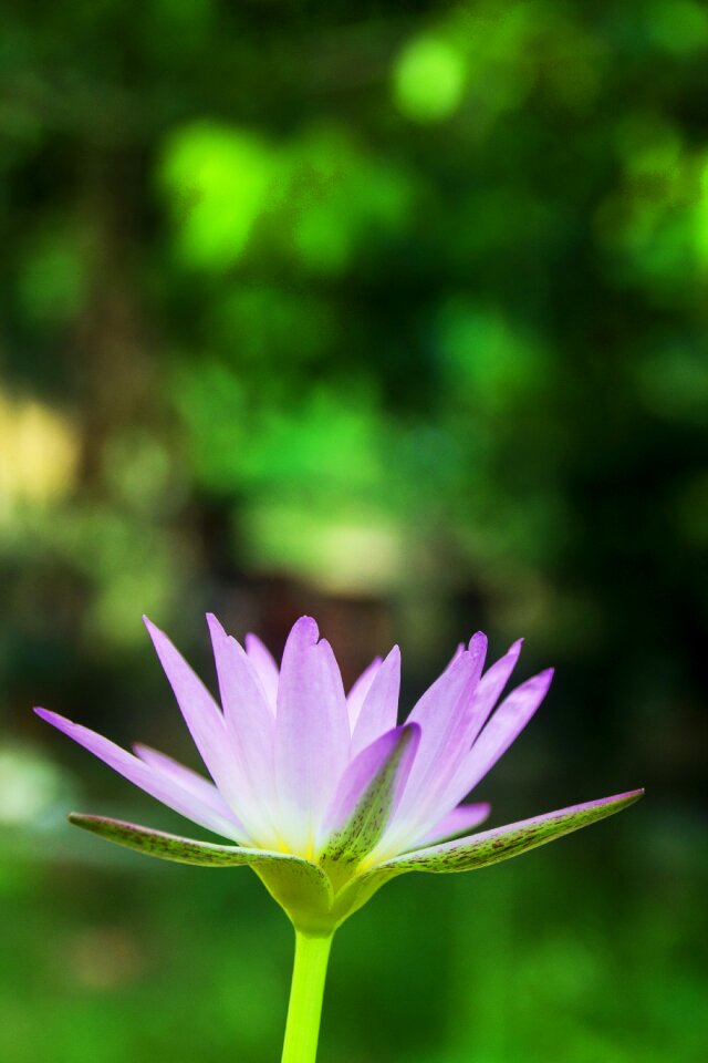 Portrait nature pond