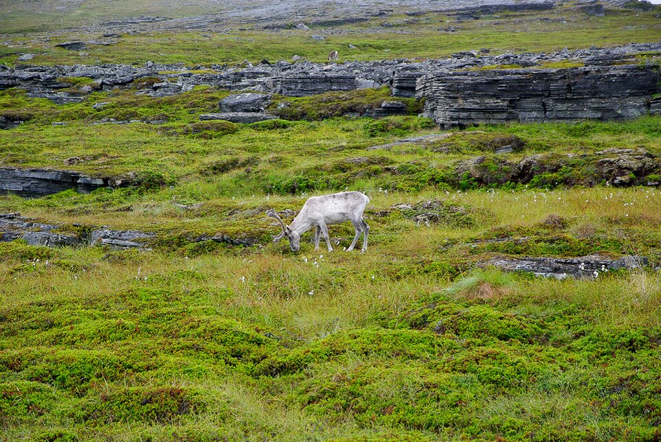Rennes deer lapland