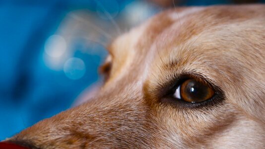 Innocent eyes close