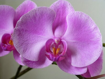 Orchidaceae orchids moth phalaenopsis photo