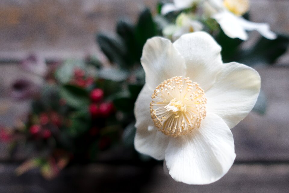 Winterblueher blossom bloom