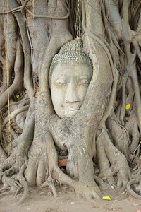 Steinbuddha head root photo
