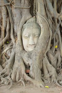 Steinbuddha head root