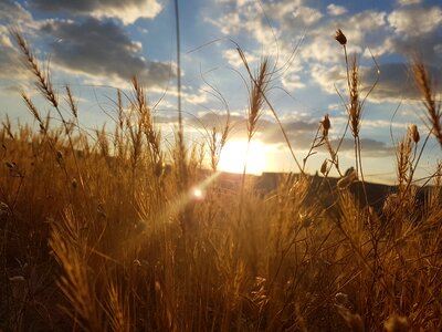 Cappadocia wheat of virgo cavusin photo