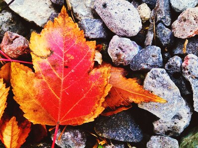 Autumn red leaf autumn nature