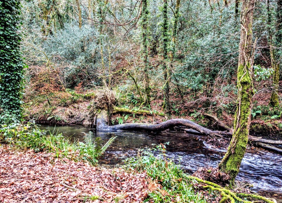 Cornwall woods woodland