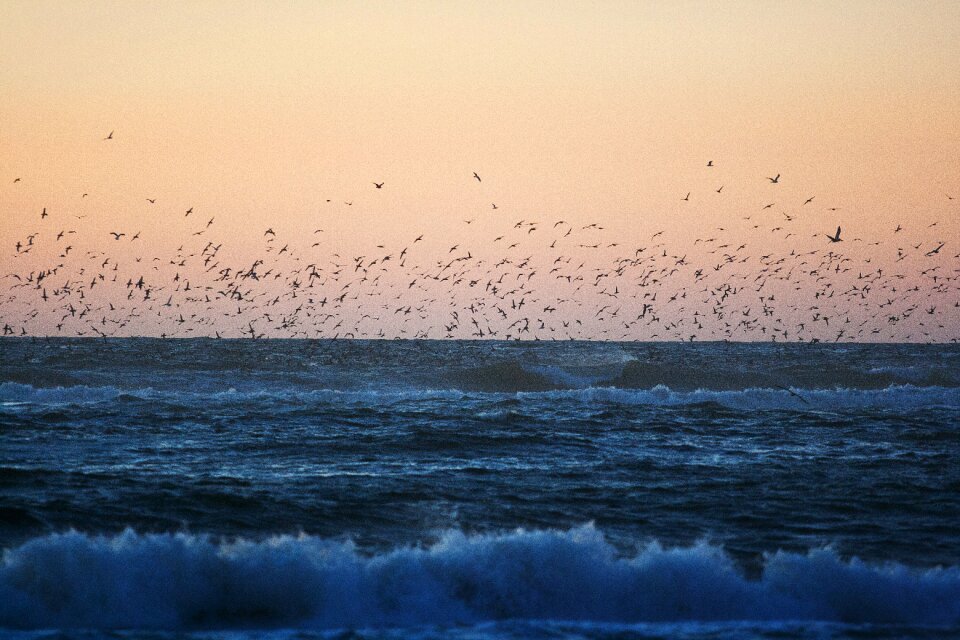 Waves sea coast