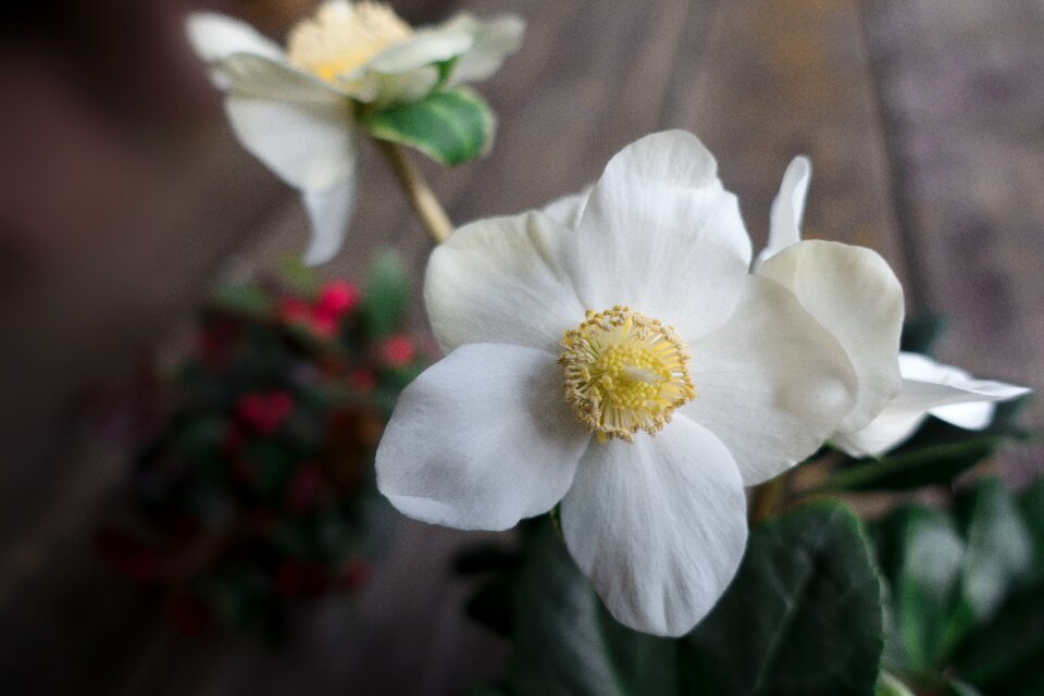 Winterblueher blossom bloom
