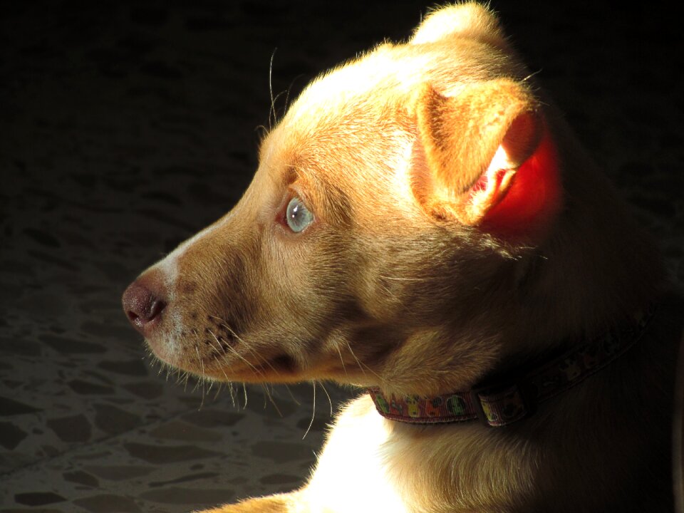 Pet sun rest