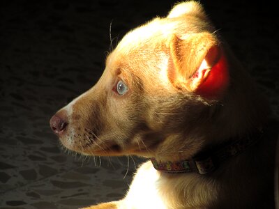 Pet sun rest