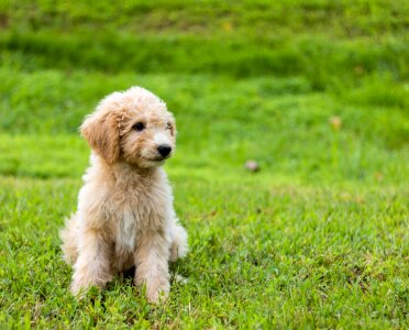 Animal green grass dog photo