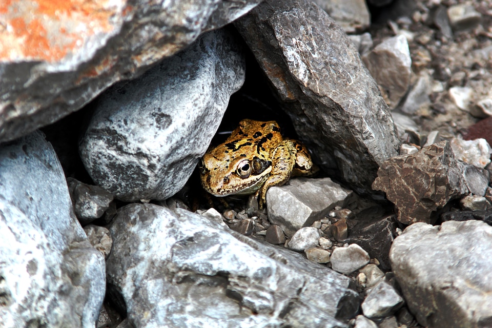 Hiding place close up frog