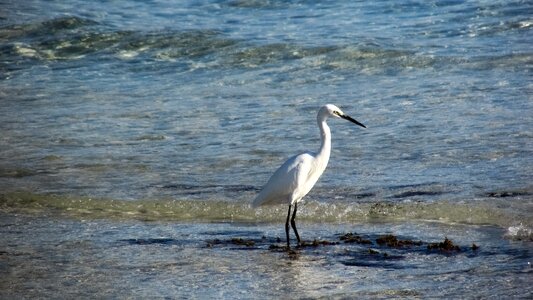 Nature wildlife animal photo