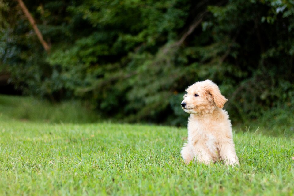 Animal green grass dog