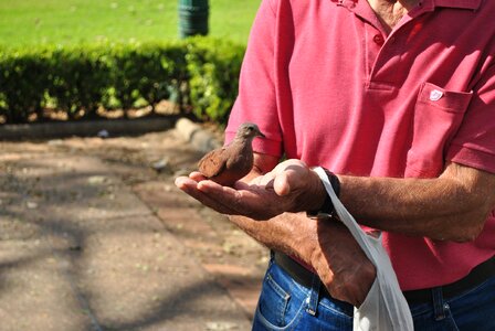 Bird food freedom square