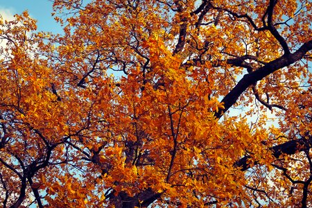 Landscape leaves autumn photo