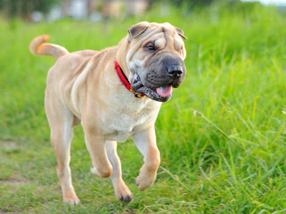 Run animal green