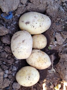 Murcia root-crop agriculture