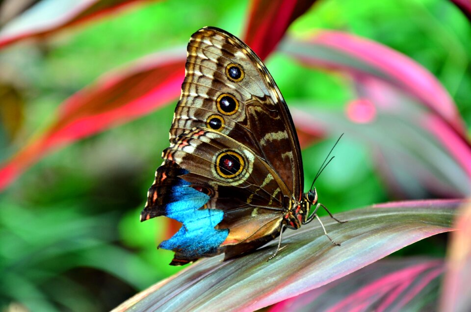 Nature green wing