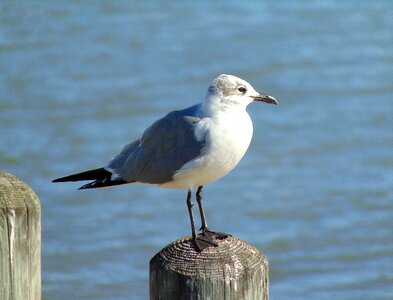 Bay wildlife