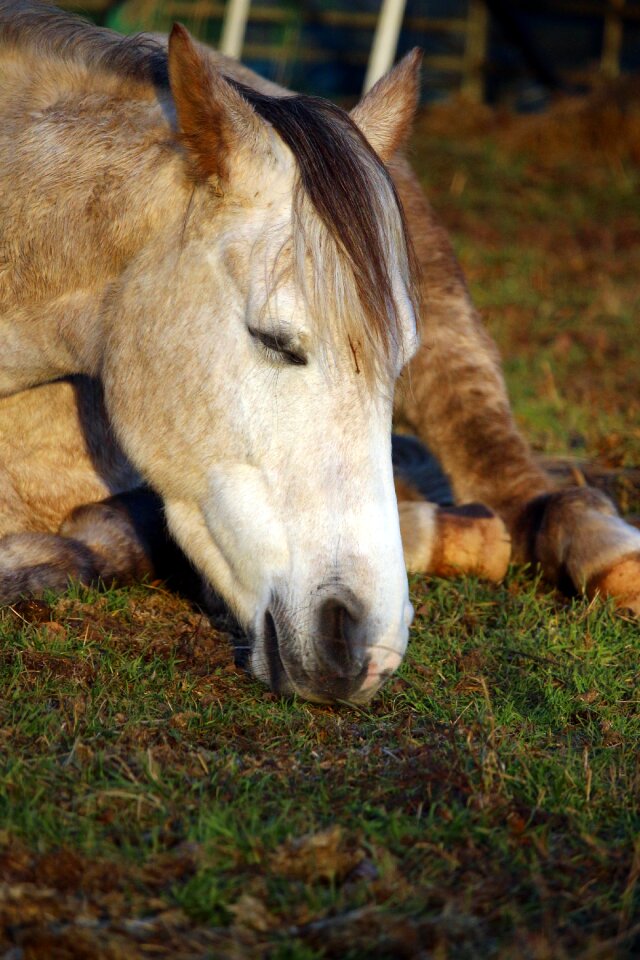 Sleep thoroughbred arabian pasture