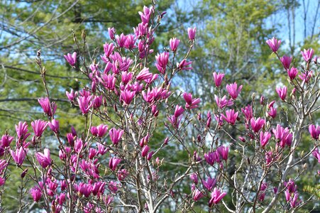 Magnolia spring flowering trees