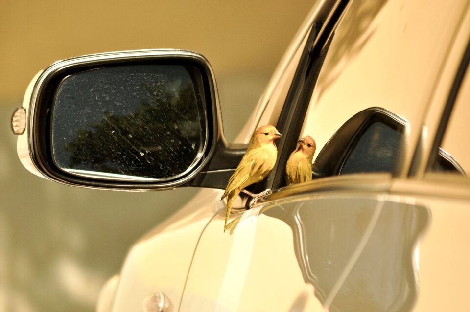 Brazil bird nature