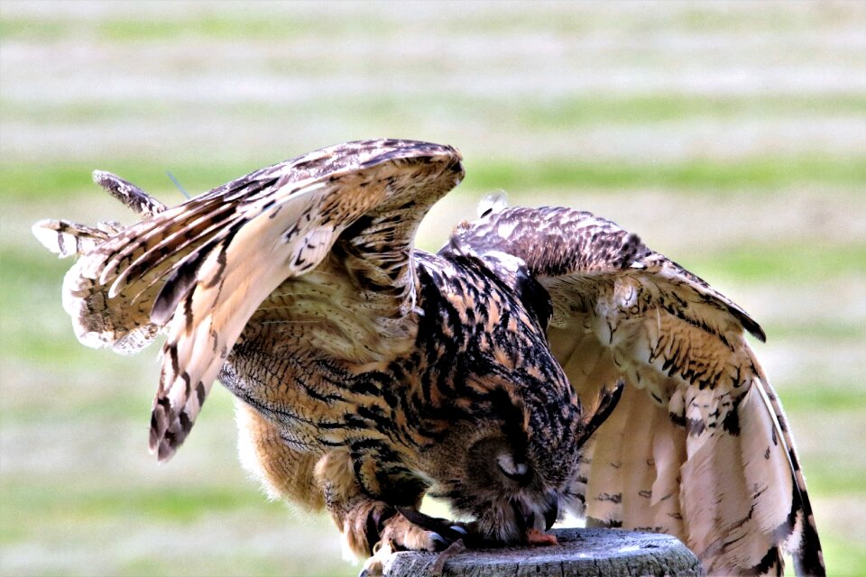 Eurasian eagle animal