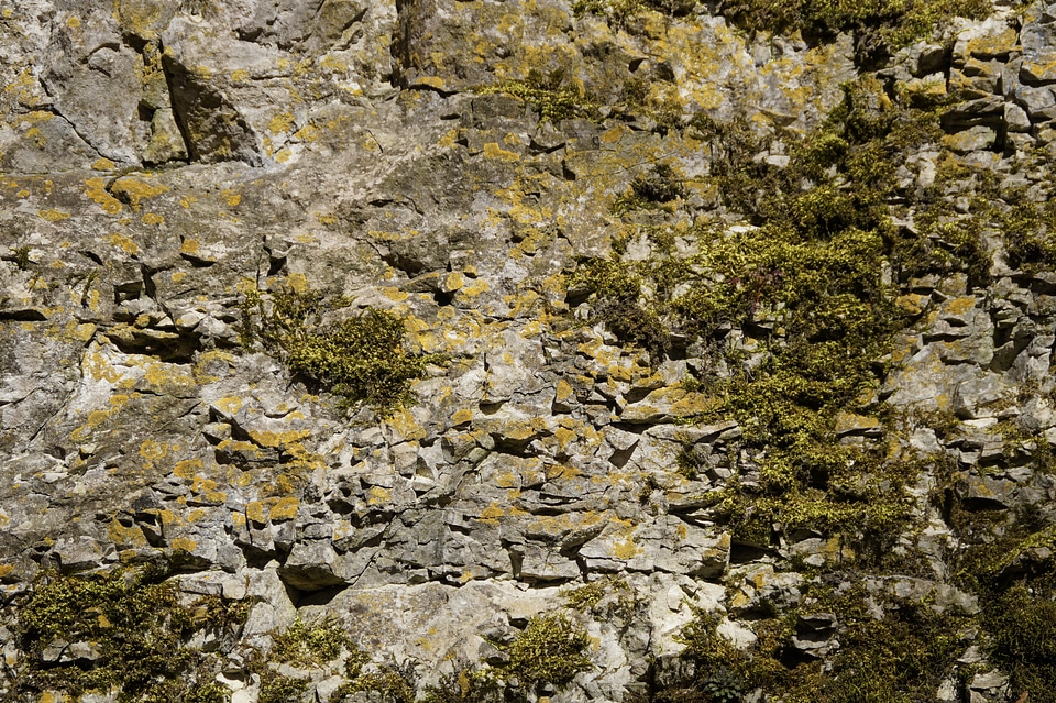 Moss fouling overgrown