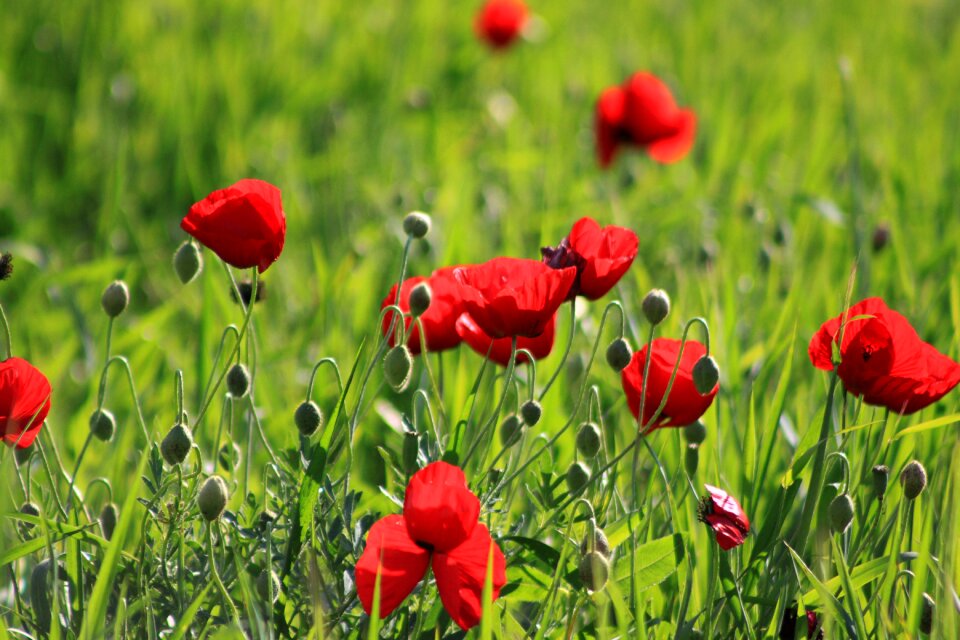 Green doga spring