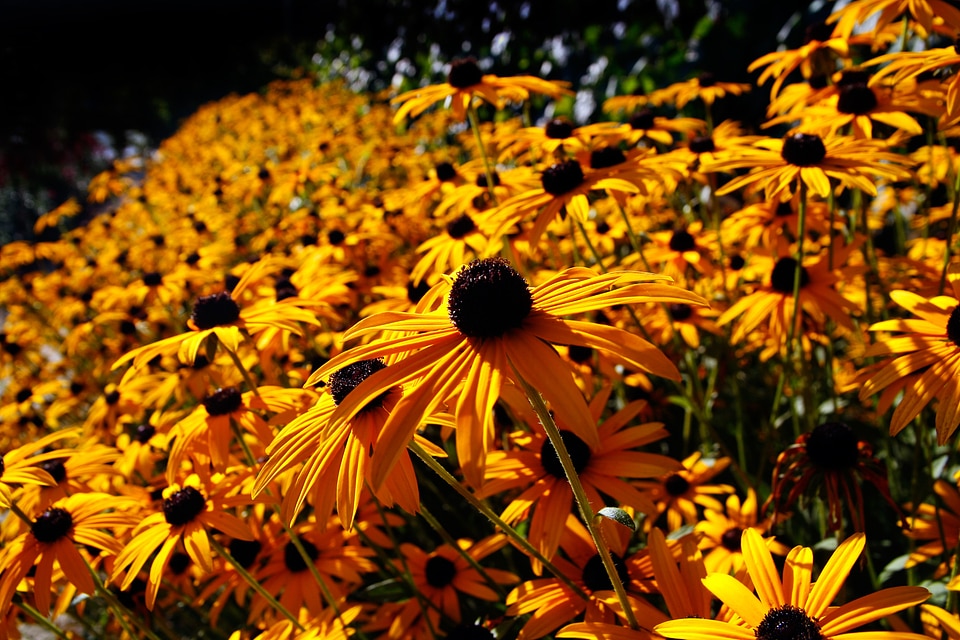 Rudbeckia fulgida sunflower flowers