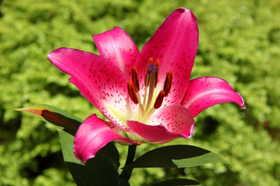Garden nature plant