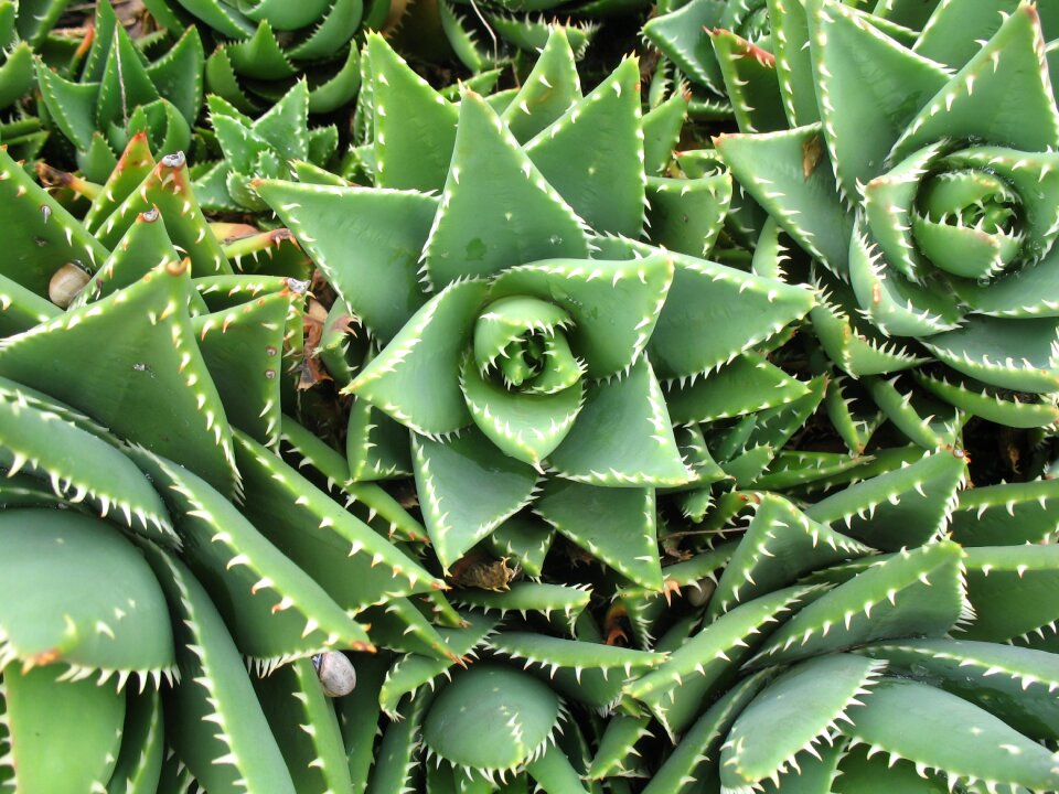 Green agave nature