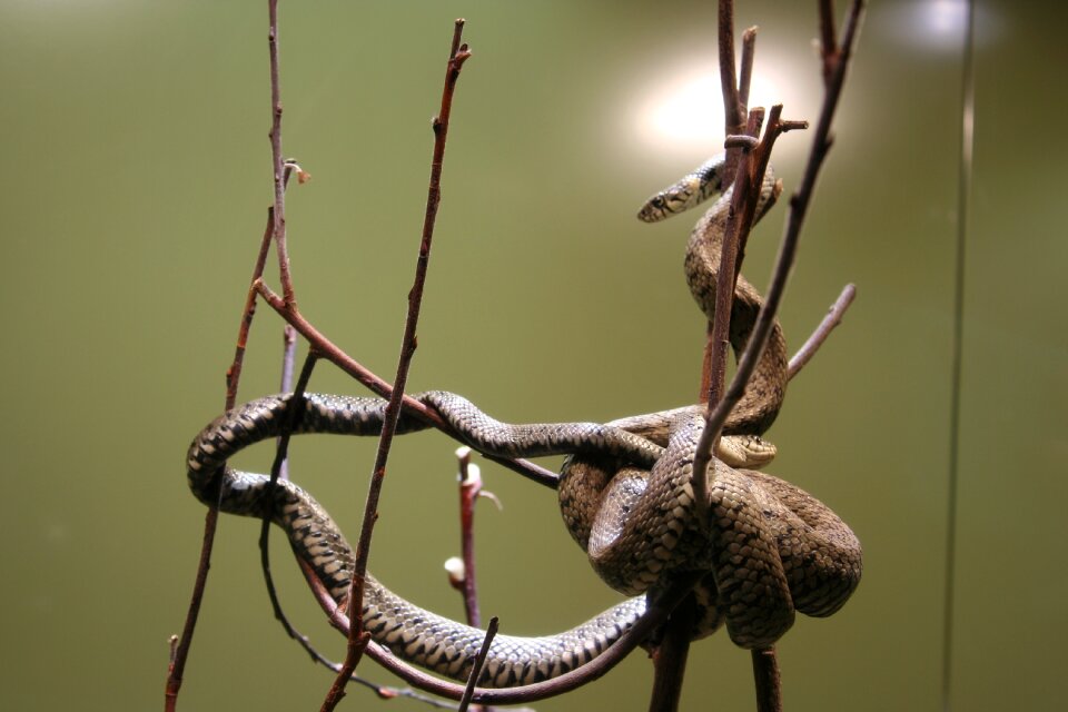 Snake zoo wild animal