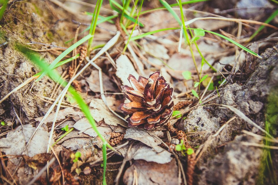 Cones nature needles
