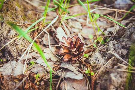 Cones nature needles