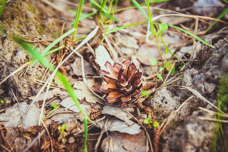 Cones nature needles photo