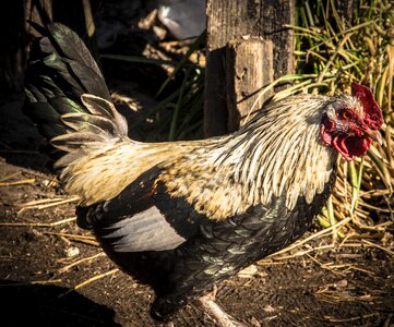 Poultry rooster photo