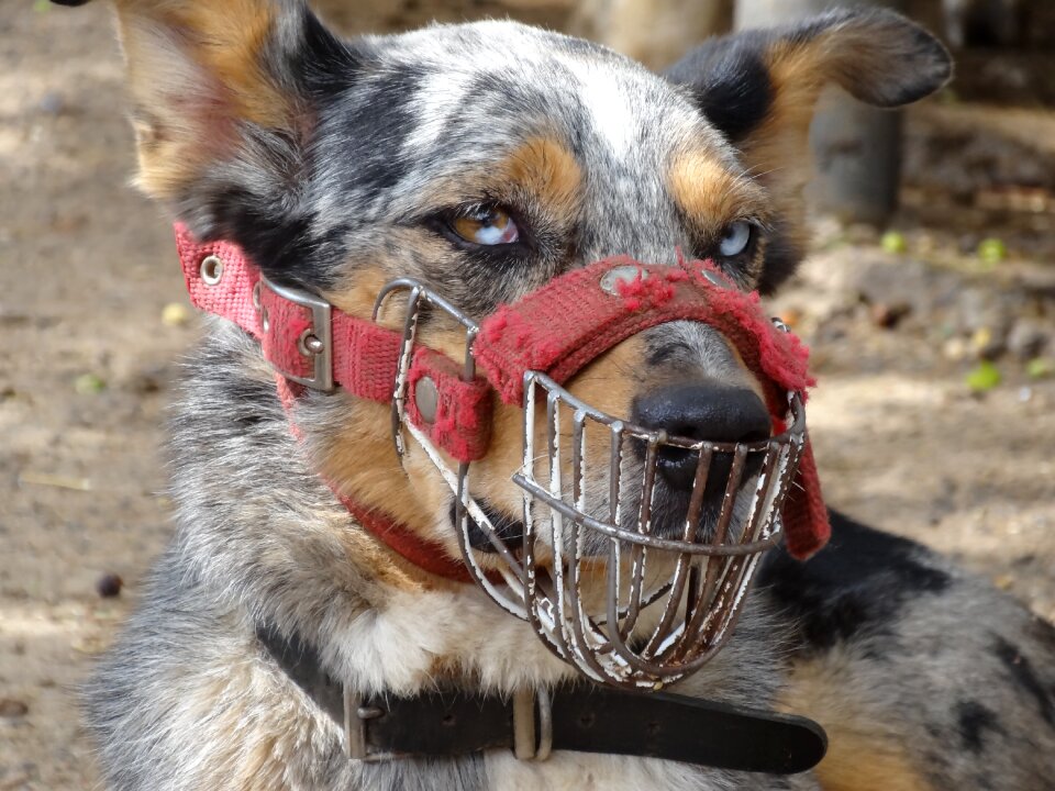 Muzzle breeding aggressive