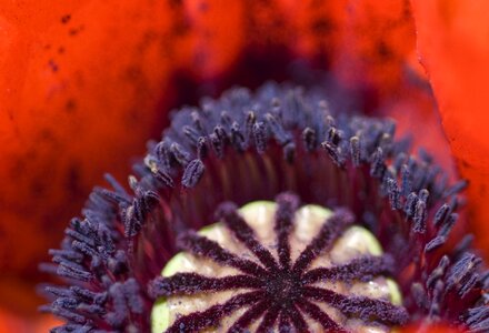 Floral flower red