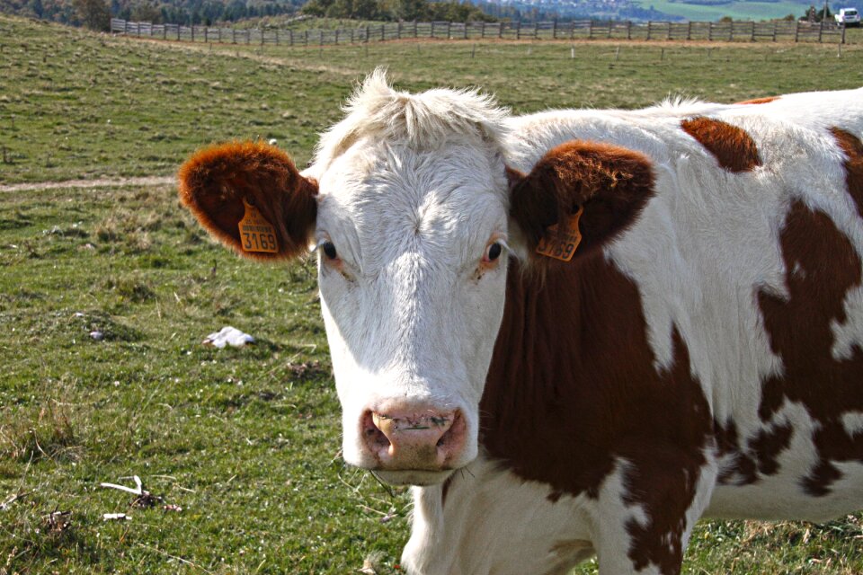 Animals cow pasture