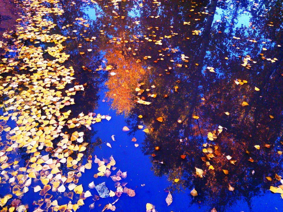 Golden autumn yellow leaves autumn leaf