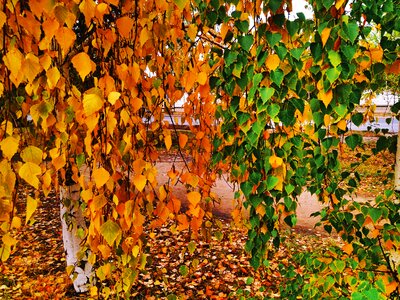 Autumn nature autumn colors golden autumn