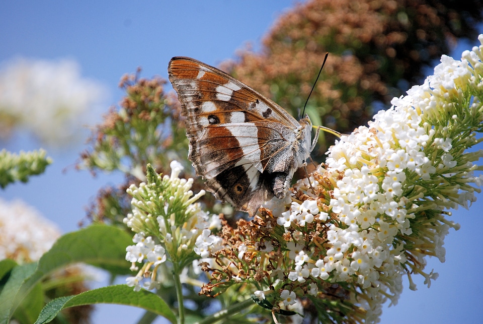 Butterfly flower butterfly insect
